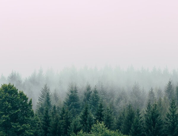 Photo trees